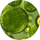Green Microalgae